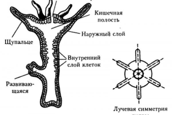 Vk8 at кракен